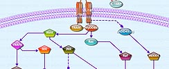 IL-18 Signaling